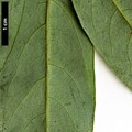 SpeciesSub: var. dictyophylla